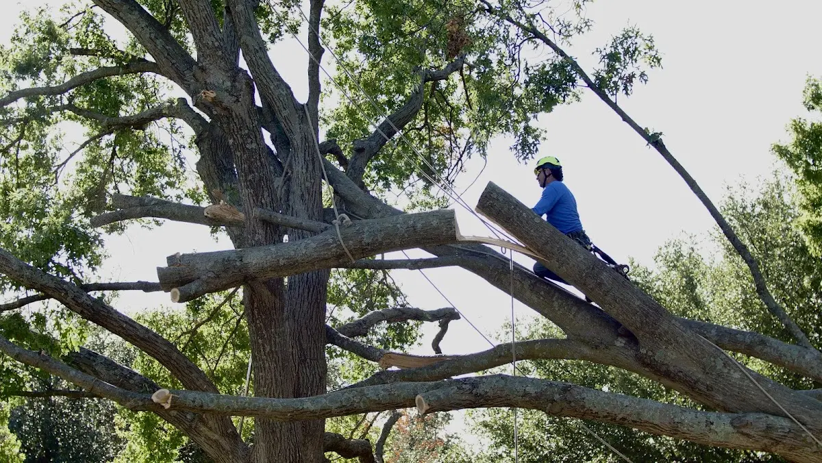 Professional Crown Thinning performed by certified arborists in Cottonport