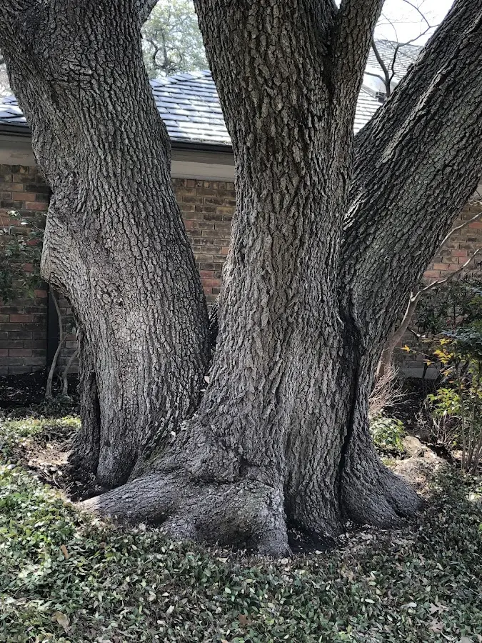 Mature heritage tree close to a Cottonport property cared for by certified arborists